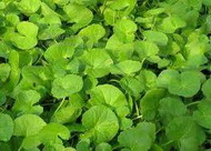 ароматерапия – приятный и полезный метод лечения депрессии